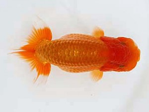 西日本金魚愛好会　西取締　北川有二　東鱗会