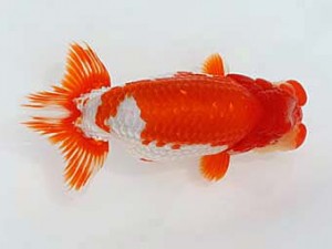 西日本金魚愛好会　東大関　東　秀明　日蘭佐賀