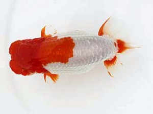 西日本金魚愛好会　西大関　埋金龍二　西日本金魚愛好会