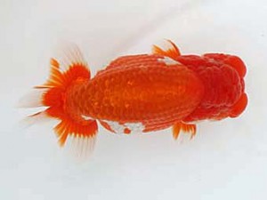 西日本金魚愛好会　立行司　松尾俊介　日蘭佐賀