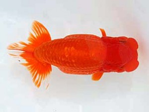 西日本金魚愛好会　東取締　出口義幸　西日本金魚愛好会