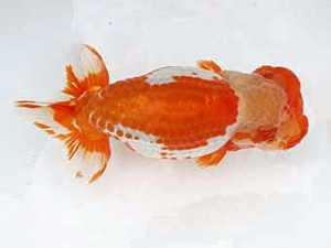 西日本金魚愛好会　東大関　藤野辰巳　福岡観魚会