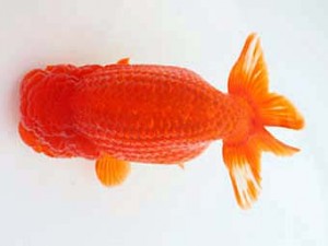 西日本金魚愛好会　西大関　東　秀明　日蘭佐賀