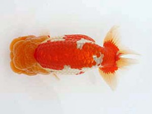 西日本金魚愛好会　立行司　平　宏　大分B