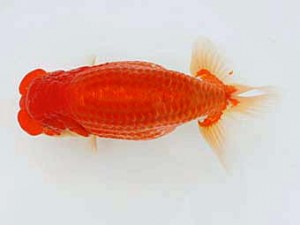 西日本金魚愛好会　東取締　藤野辰巳　福岡観魚会