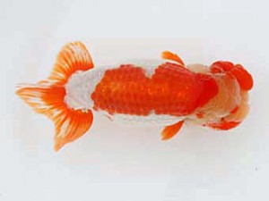 西日本金魚愛好会　西取締　川崎祐樹　西日本金魚愛好会