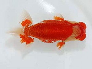 津島愛錦クラブ　東大関　碧南市　杉本俊幸