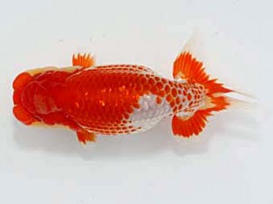 津島愛錦クラブ　西大関　あま市　近藤憲正