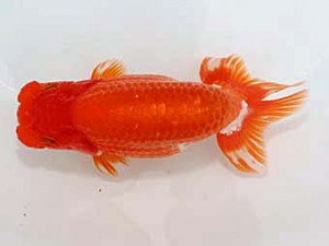 津島愛錦クラブ　取締一　蒲郡市　三田保之