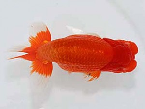 津島愛錦クラブ　東大関　武豊町　榊原英樹