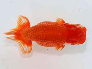 津島愛錦クラブ　西大関　羽島市　桑原元一