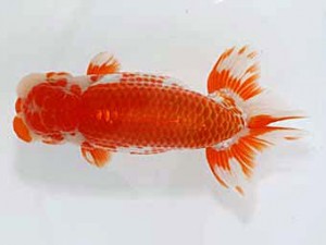 津島愛錦クラブ　立行司　美浜町　稲葉信泰