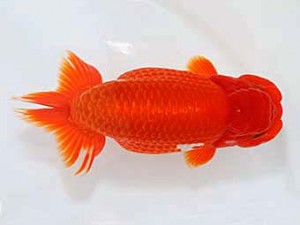 津島愛錦クラブ　取締二　津島市　伊藤勝敏