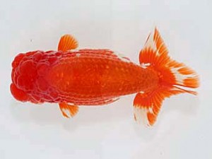 津島愛錦クラブ　東大関　あま市　近藤憲正