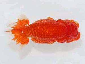 津島愛錦クラブ　西大関　あま市　近藤憲正