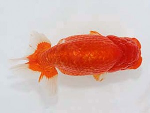 津島愛錦クラブ　立行司　稲沢市　植田春寿