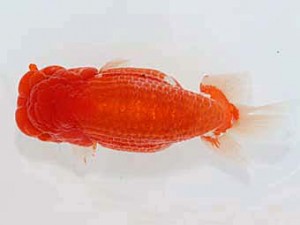 津島愛錦クラブ　取締一　津島市　加藤年弘