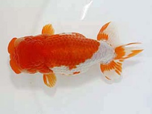 津島愛錦クラブ　取締二　稲沢市　川口敦司