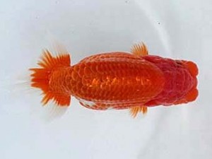 若葉会　東大関　青池秀介