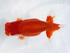 若葉会　西大関　都築幸夫