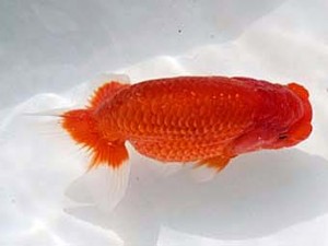 若葉会　立行司　茂木　彰