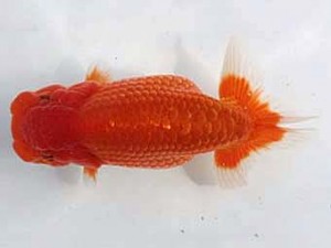 若葉会　東取締　鈴沖一盛