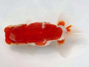 若葉会　西取締　野中光夫