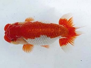 若葉会　東大関　岡田正三