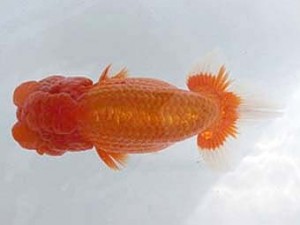 若葉会　西大関　大久保敏男