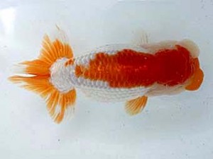 若葉会　立行司　白川義則