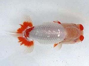 若葉会　東取締　鈴木　勲