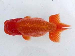 若葉会　西取締　岡田正三