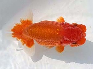 若葉会　西大関　岡田正三