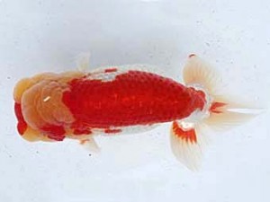 若葉会　立行司　福井利夫