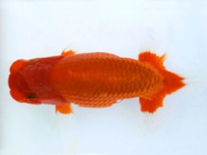 銚子愛魚会 立行司 栗山 平山一彦 銚子愛魚会 立行司 栗山 平山一彦