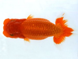 銚子愛魚会 取締一 一山 宮川正勝 銚子愛魚会 取締一 一山 宮川正勝