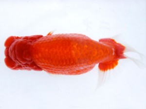 銚子愛魚会 東大関 丸二 實川久志 銚子愛魚会 東大関 丸二 實川久志