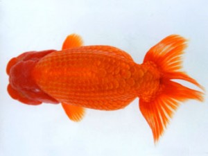 銚子愛魚会 西大関 一山 宮川正勝 銚子愛魚会 西大関 一山 宮川正勝