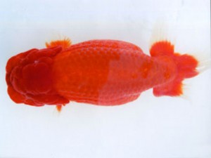 銚子愛魚会 立行司 国王 船橋幸治 銚子愛魚会 立行司 国王 船橋幸治