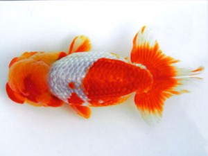 銚子愛魚会 取締一 寿 海老忠雄 銚子愛魚会 取締一 寿 海老忠雄