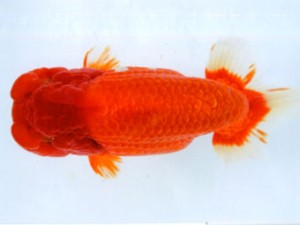 銚子愛魚会 取締二 一山 宮川正勝 銚子愛魚会 取締二 一山 宮川正勝