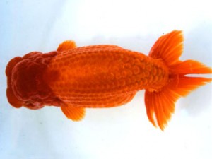 銚子愛魚会 西大関 寿 海老忠雄 銚子愛魚会 西大関 寿 海老忠雄