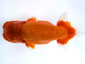 銚子愛魚会 立行司 寿 海老忠雄 銚子愛魚会 立行司 寿 海老忠雄