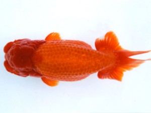 銚子愛魚会 取締一 寿 海老忠雄 銚子愛魚会 取締一 寿 海老忠雄