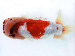 銚子愛魚会 取締二 岩船 白鳥恵一 銚子愛魚会 取締二 岩船 白鳥恵一