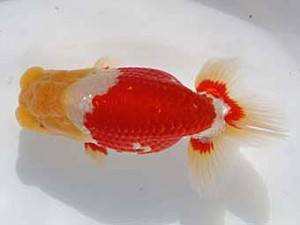 桑名愛錦会　東大関　稲沢市　川口敦司