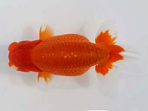 桑名愛錦会　東取締　岐阜　鈴木友来