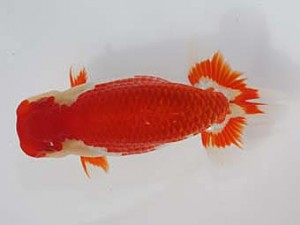 桑名愛錦会　西取締　半田　野口　弘