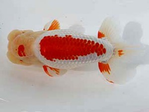 桑名愛錦会　西大関　美浜町　稲葉信泰