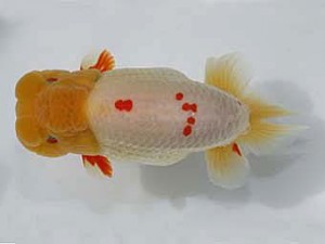 桑名愛錦会　立行司　半田　沢田光孝